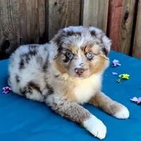 Malibu , a female Miniature Australian Shepherd for sale in Stevinson, CA – Photo 3 of 10
