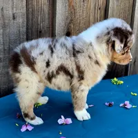Malibu , a female Miniature Australian Shepherd for sale in Stevinson, CA – Photo 9 of 10