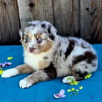 Malibu , a female Miniature Australian Shepherd for sale in Stevinson, CA – Photo 6 of 10