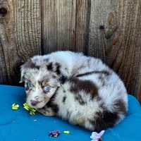 Malibu , a female Miniature Australian Shepherd for sale in Stevinson, CA – Photo 7 of 10