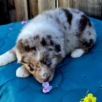 Malibu , a female Miniature Australian Shepherd for sale in Stevinson, CA – Photo 4 of 10