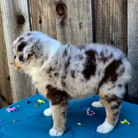 Malibu , a female Miniature Australian Shepherd for sale in Stevinson, CA – Photo 10 of 10