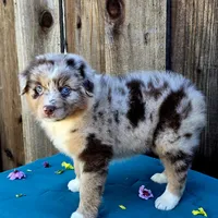 Malibu , a female Miniature Australian Shepherd for sale in Stevinson, CA – Photo 1 of 10