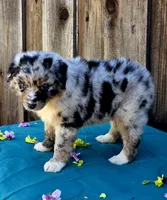 Porsche , a female Miniature Australian Shepherd for sale in Stevinson, CA – Photo 6 of 9