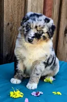 Porsche , a female Miniature Australian Shepherd for sale in Stevinson, CA – Photo 3 of 9