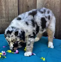 Porsche , a female Miniature Australian Shepherd for sale in Stevinson, CA – Photo 9 of 9