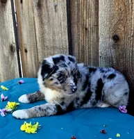 Porsche , a female Miniature Australian Shepherd for sale in Stevinson, CA – Photo 2 of 9