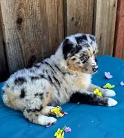 Porsche , a female Miniature Australian Shepherd for sale in Stevinson, CA – Photo 8 of 9