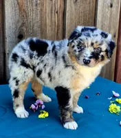 Porsche , a female Miniature Australian Shepherd for sale in Stevinson, CA – Photo 1 of 9