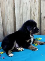 Bentley , a male Miniature Australian Shepherd for sale in Stevinson, CA – Photo 9 of 9