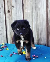Bentley , a male Miniature Australian Shepherd for sale in Stevinson, CA – Photo 1 of 9