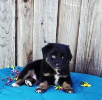 Bentley , a male Miniature Australian Shepherd for sale in Stevinson, CA – Photo 3 of 9