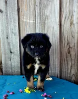 Bentley , a male Miniature Australian Shepherd for sale in Stevinson, CA – Photo 8 of 9