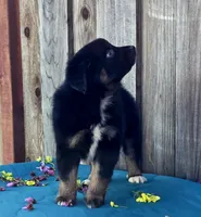 Bentley , a male Miniature Australian Shepherd for sale in Stevinson, CA – Photo 7 of 9