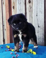 Bentley , a male Miniature Australian Shepherd for sale in Stevinson, CA – Photo 5 of 9