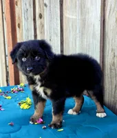 Bentley , a male Miniature Australian Shepherd for sale in Stevinson, CA – Photo 2 of 9