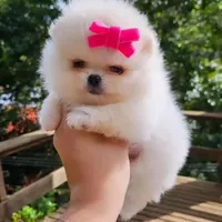 Coco, a female Pomeranian for sale in Irvine, CA – Photo 2 of 3