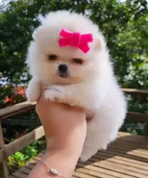 Coco, a female Pomeranian for sale in Irvine, CA – Photo 2 of 3