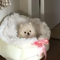 Coco, a female Pomeranian for sale in Irvine, CA – Photo 1 of 3