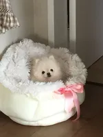 Coco, a female Pomeranian for sale in Irvine, CA – Photo 1 of 3