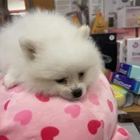 Coco, a female Pomeranian for sale in Irvine, CA – Photo 3 of 3