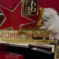 Chanel, a female Pomeranian for sale in Irvine, CA – Photo 2 of 3