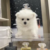 Chanel, a female Pomeranian for sale in Irvine, CA – Photo 1 of 3