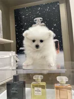 Chanel, a female Pomeranian for sale in Irvine, CA – Photo 1 of 3