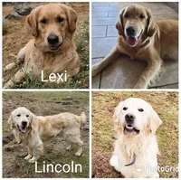 Mr. Black, a male Golden Retriever for sale in Chewelah, WA – 3 of 3