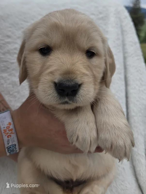 Miss Purple – Golden Retriever puppy on hold in Chewelah, WA