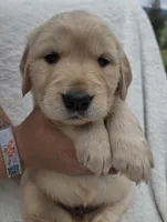 Miss Purple, a female Golden Retriever for sale in Chewelah, WA – 2 of 3