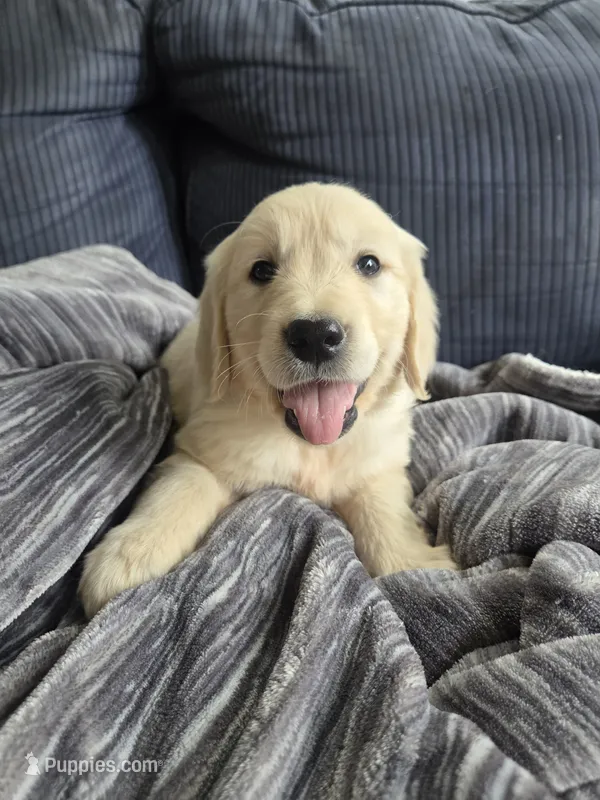 Mr. Brown – Golden Retriever puppy for sale in Chewelah, WA