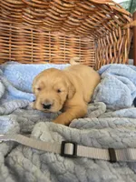 Mr. Gray, a male Golden Retriever for sale in Chewelah, WA – 2 of 5