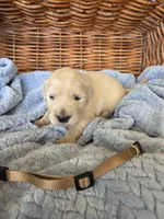 Mr. Brown, a male Golden Retriever for sale in Chewelah, WA – 2 of 4