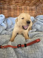 Mr. Maroon , a male Golden Retriever for sale in Chewelah, WA – 2 of 5