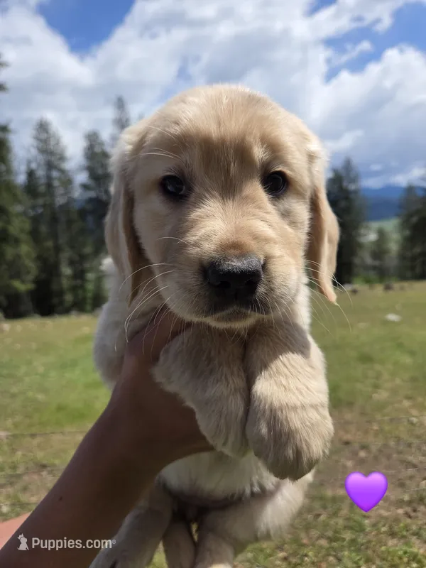 Ms. Purple – Golden Retriever puppy for sale in Chewelah, WA