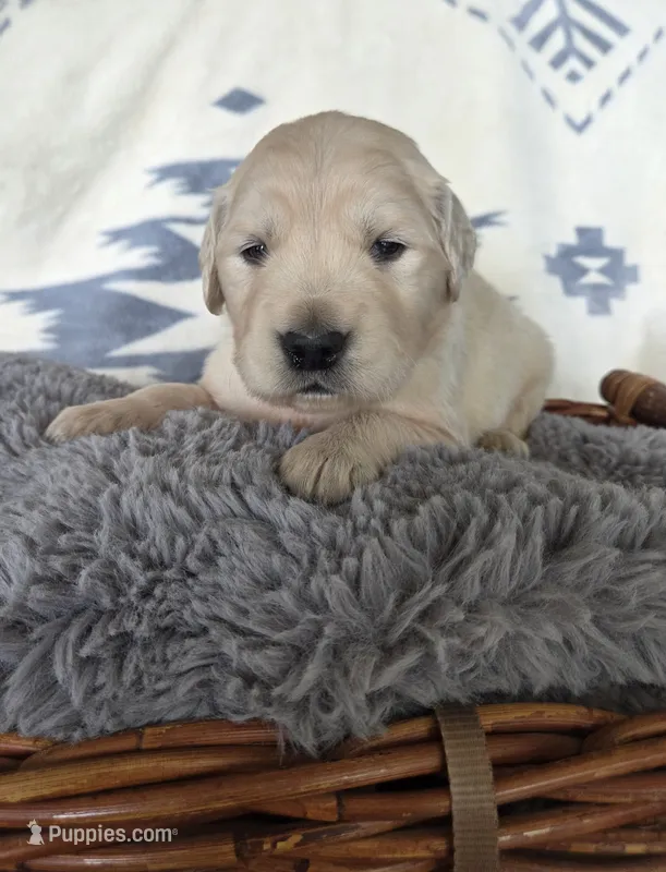 Mr. Brown – Golden Retriever puppy for sale in Chewelah, WA