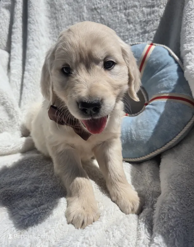 Mr. Brown – Golden Retriever puppy for sale in Chewelah, WA
