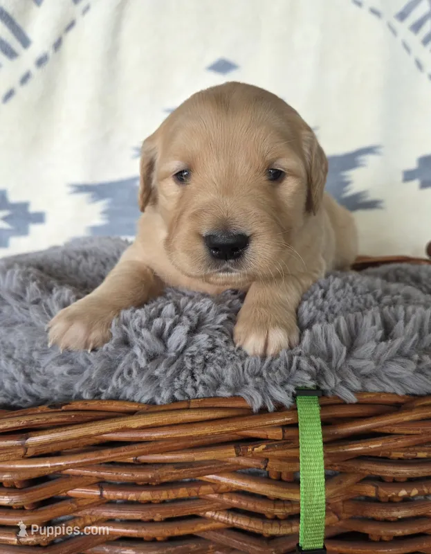 Mr. Lime Green – Golden Retriever puppy for sale in Chewelah, WA