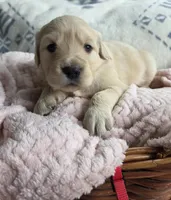 Miss Red, a female Golden Retriever for sale in Chewelah, WA – 2 of 3
