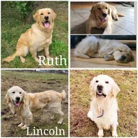 Miss Red, a female Golden Retriever for sale in Chewelah, WA – 3 of 3