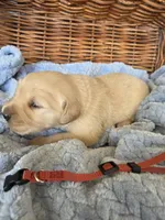 Mr. Maroon , a male Golden Retriever for sale in Chewelah, WA – 4 of 5