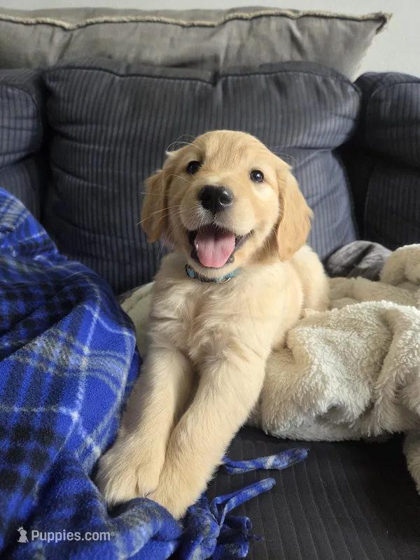 Mr. Light Blue – Golden Retriever puppy for sale in Chewelah, WA