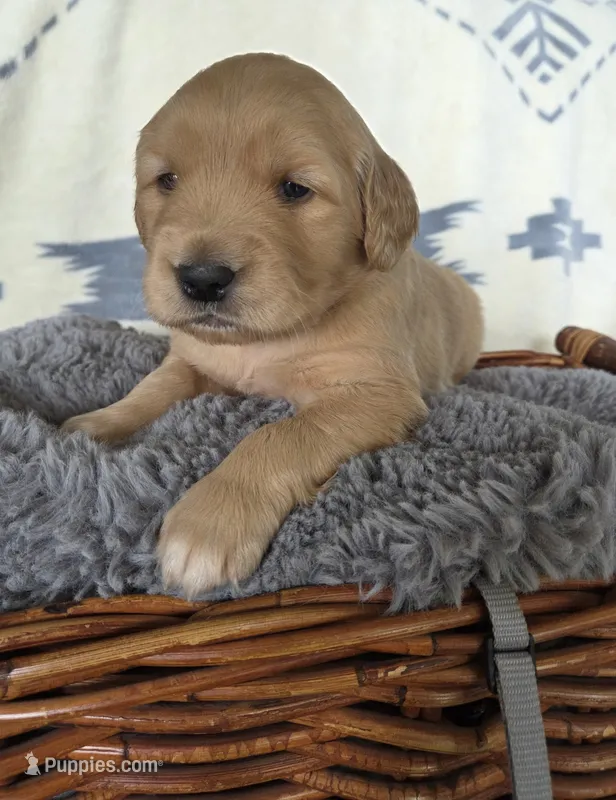 Mr. Gray – Golden Retriever puppy for sale in Chewelah, WA