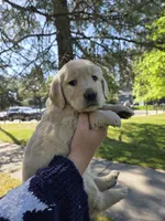 Ms. Purple, a female Golden Retriever for sale in Chewelah, WA – 2 of 5