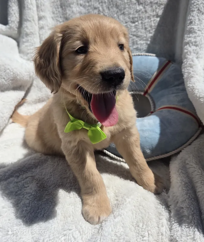 Mr. Lime Green – Golden Retriever puppy for sale in Chewelah, WA