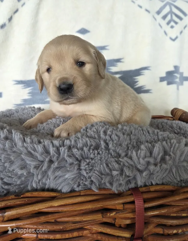 Mr. Maroon  – Golden Retriever puppy for sale in Chewelah, WA