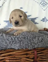 Mr. Maroon , a male Golden Retriever for sale in Chewelah, WA – 3 of 8