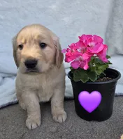 Ms. Purple, a female Golden Retriever for sale in Chewelah, WA – 3 of 5