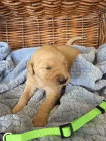Mr. Lime Green, a male Golden Retriever for sale in Chewelah, WA – 2 of 3